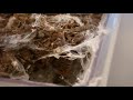 Pulling Out the H.maculata Eggsac....NOT GOOD!