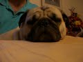 Pug snoring after thanksgiving feast