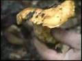 Mushroom Hunting/Foraging in the Santa Cruz Mountains