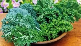 Quick Start Gardening Guide: How to Grow Brassicas