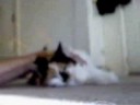 Sasha's Tonic Clonic Epileptic Seizure