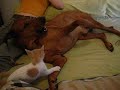 Orazio vs Teo (Rhodesian Ridgeback vs a brave cat) Parte 2