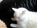 Annoying the cat