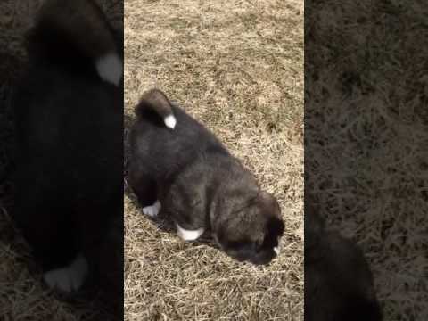 Ava playing outside
