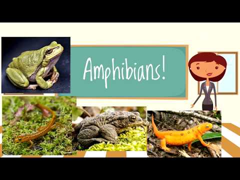 Amphibians for Children