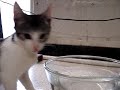 Dizzy Drinks! Dizzy Drinks!