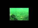 Naknek Underwater Dive Video