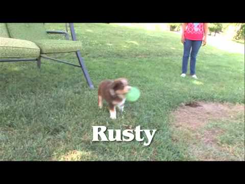 Rusty plays with a ball.