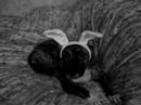 Harley The Talking Dog Harley The Talking Dog