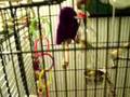 Budgie/Parakeet Cage Set-up