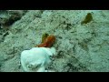 Grand Wailea Frog Fish.MOV