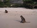 Chased by monkeys