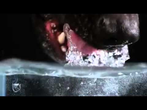 Stiati cum beau, de fapt, cainii apa?