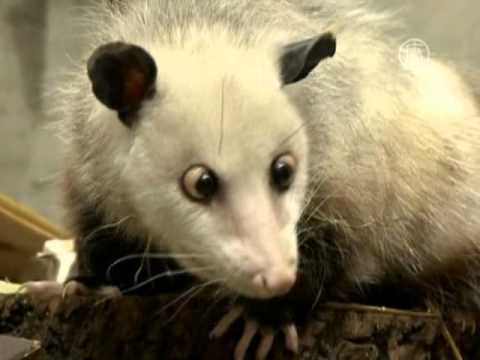 Косоглазый опоссум покорил сердца немцев