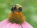 Okla. Jones and \" Seach for the Perfect Pollen\"