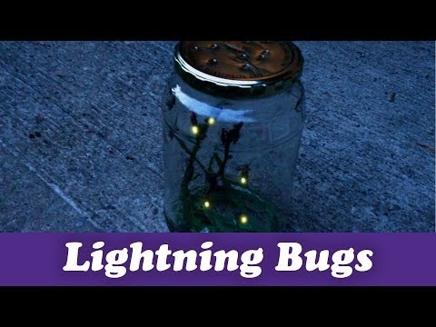 pittsburgh - Poke a few holes in a jar, it's time to catch lightning bugs! Like Pittsburgh Dad on Facebook: http://www.facebook.com/pittsburghdad Follow Pittsburgh Dad on...