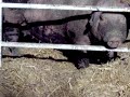 borshed pigs borshed pigs