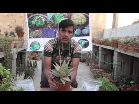 how to fertilize agave
