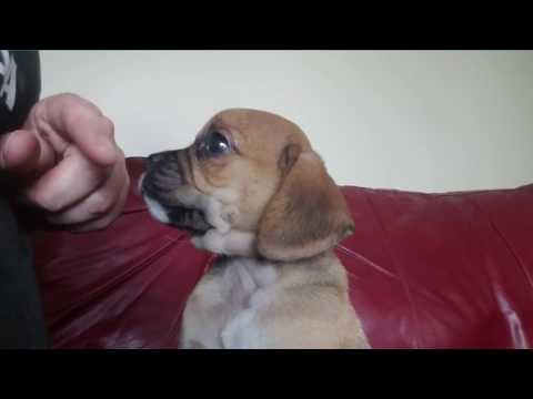 Max the Puggle puppy