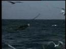Le grand requin blanc, seigneur solitaire des mers Le grand requin blanc, seigneur solitaire des mers