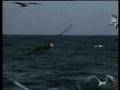 Le grand requin blanc, seigneur solitaire des mers