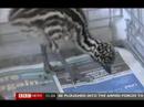 osbourn-the-emu.html