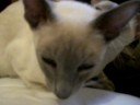 Tendresse f�line