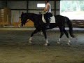 Walk/Trot Transitions