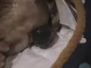 Four griffons are coming to the world - part A