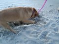 puggle digging on the beach