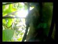Pintu\'s Video 4