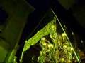 Virgen del Gran Perdón (Prendimiento) en C/ Ollerías