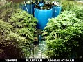 Marijuana Time Lapse - 80 days in 45 seconds