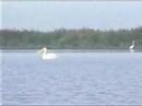 http://danube-delta-resort.blogspot.com/Aflata in extremitatea estica a Deltei Dunarii, localitatea SFANTU-GHEORGHE este situata in partea de est a judetului Tulcea la 120 Km de Tulcea pe bratul Sfantu-Gheorghe si la 35 Km de orasul Sulina. Comuna este delimitata la nord de comuna Crisan si orasul Sulina, la est si sud de Marea Neagra, iar la vest de comuna Murighiol.Clima este continentala cu veri calduroase, ierni geroase cu vanturi puternice, temperatura medie anuala de 11°C, iar cantitatea medie de precipitatii este de 440l/mp anual.