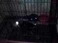 videos de Rottweiler.MP4