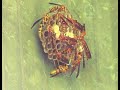 Wasp Troubles