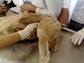 aula francynny anatomia uberaba