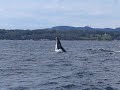Baleine qui Breach