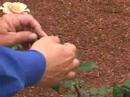 Heirloom Rose Days