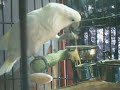 Kaycee eatting
