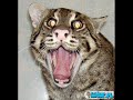 smieszne-zdjecia.html