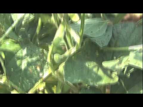 how to harvest edamame beans