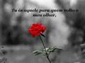 Dedicatoria