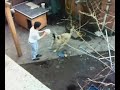 Kangal Belcika oyun oynarken bahcede Sahibi: erdem Kangal Belcika oyun oynarken bahcede Sahibi: erdem