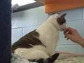 videos de Adopt Greg, the Bideawee Cat