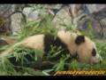videos de Panda 　パンダ