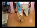 Jessica working OB with Akiva, the 9mos old Boerboel