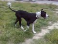 espacio perruno