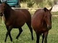 Caballos Lusitanos en Murcia Caballos Lusitanos en Murcia