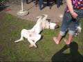 Dog Training - How to teach your dog: PLAY DEAD